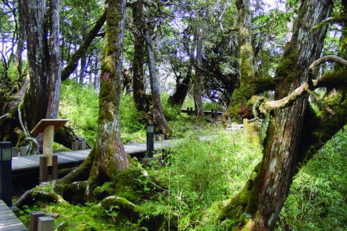 Virgin Taiwan Cypress Forest Trail