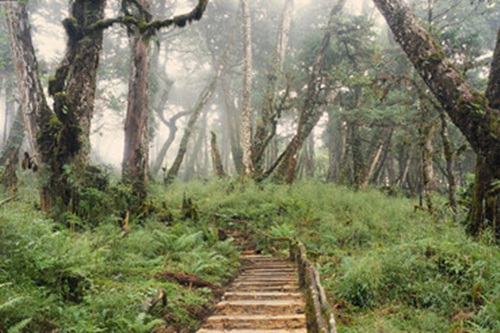 Taiwan Hemlock Forest Nature Trail