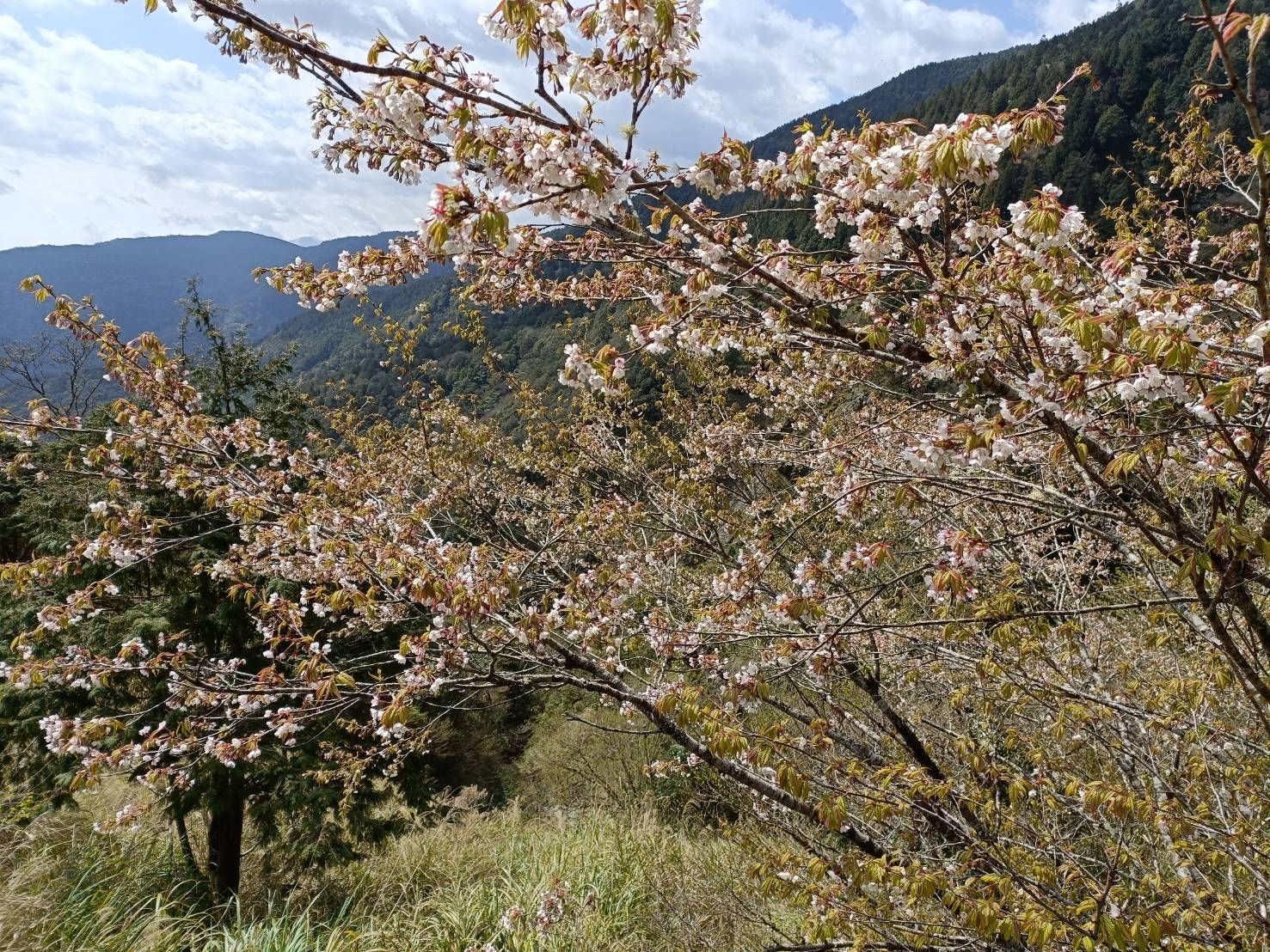 太平山櫻花