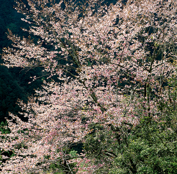 Taipingshan Cherry Blossoms Decorate the Green Mountains with Snow White
