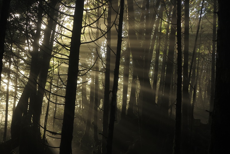 太平山森林遊樂區 全世界第一條「寂靜山徑」 帶你去傾聽寂靜的力量