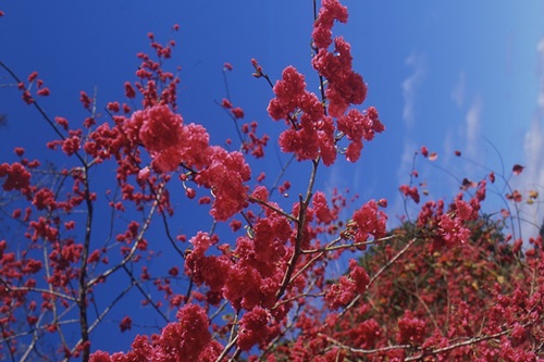 盛開的山櫻花