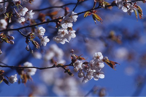 太平山白櫻花