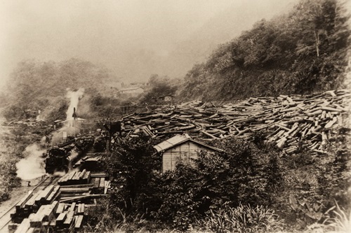 Unloading timber field in Tuchang