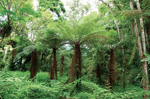 Common tree fern