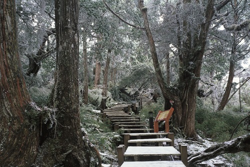 Winter scene in Virgin Taiwan Cypress Forest Trail