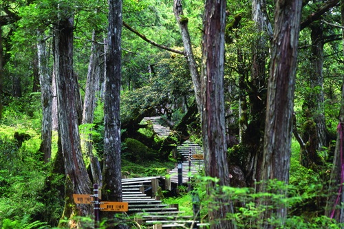 Taiwan Cypress Forest
