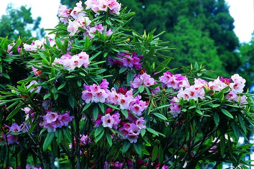 Yushan rhododendron