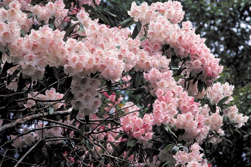 Formosan rhododendron