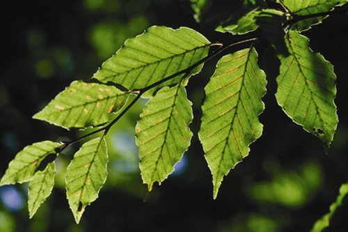 Taiwan Beech leaf