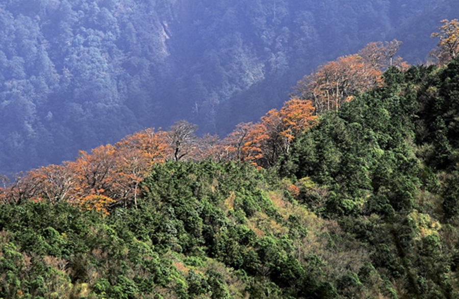 台灣山毛櫸森林
