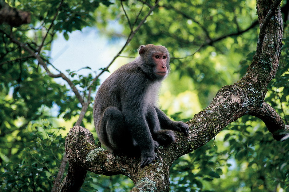 台灣獼猴 Formosan Macaque