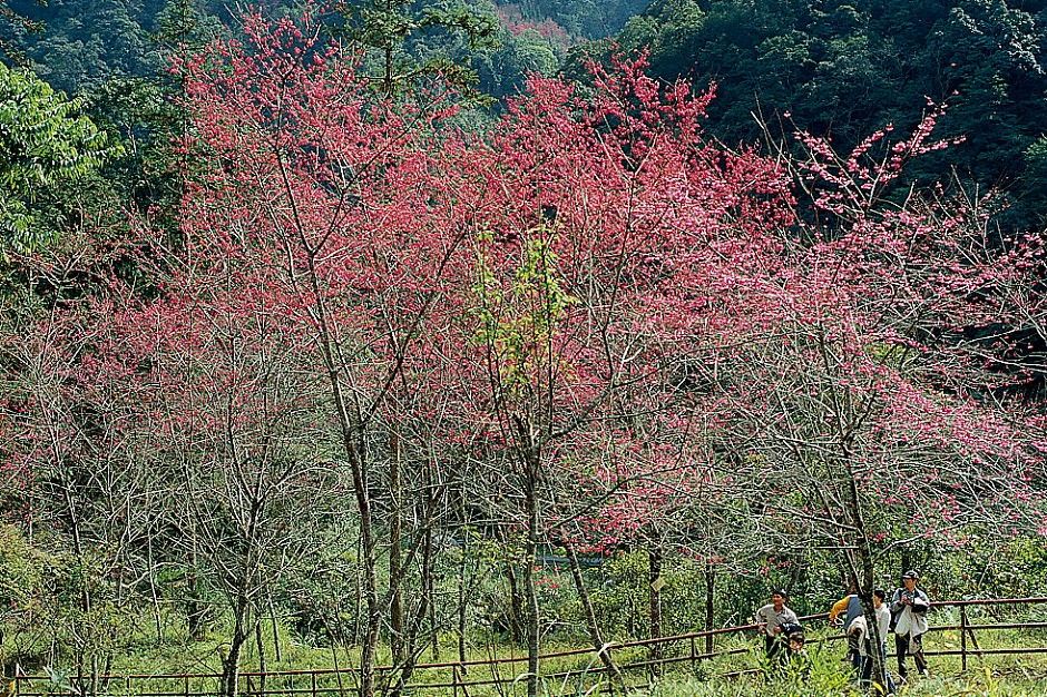 山櫻花林Taiwan Cherry
