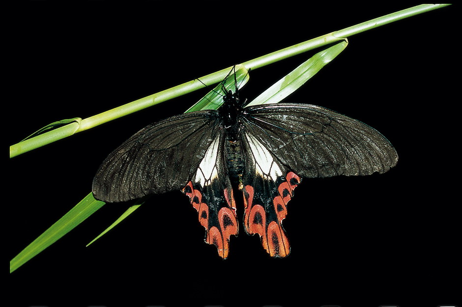 寬尾鳳蝶 Broad-tailed Swallowtail Butterfly