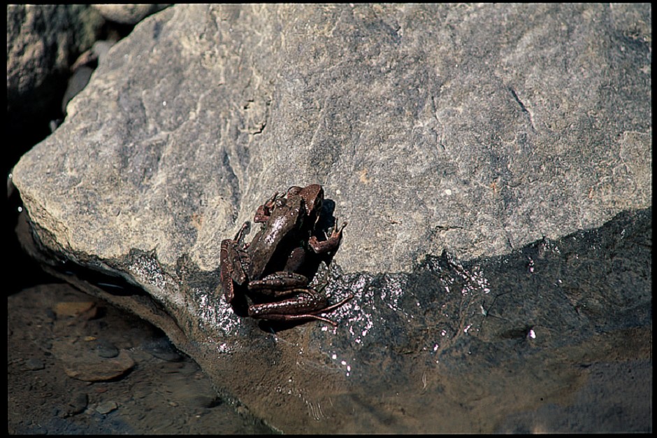 梭德氏赤蛙Stauter’s Brown Frog