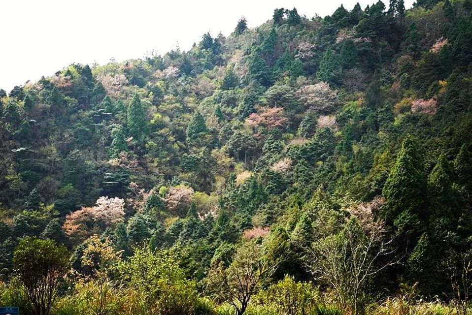 太平山櫻花1