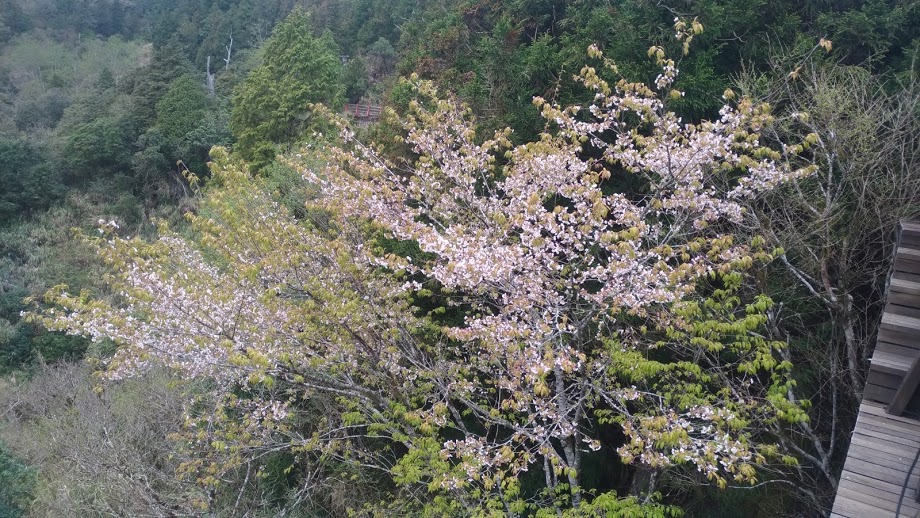太平山櫻花4