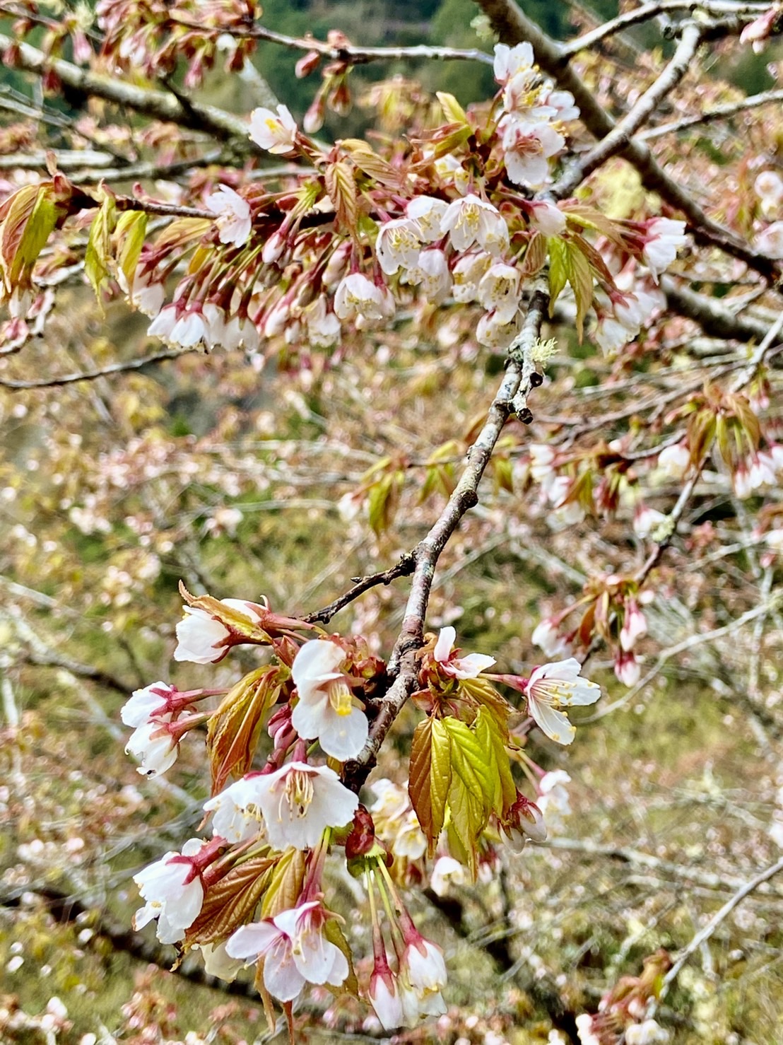 太平山櫻花