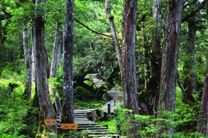 Cypress  Forest Trail