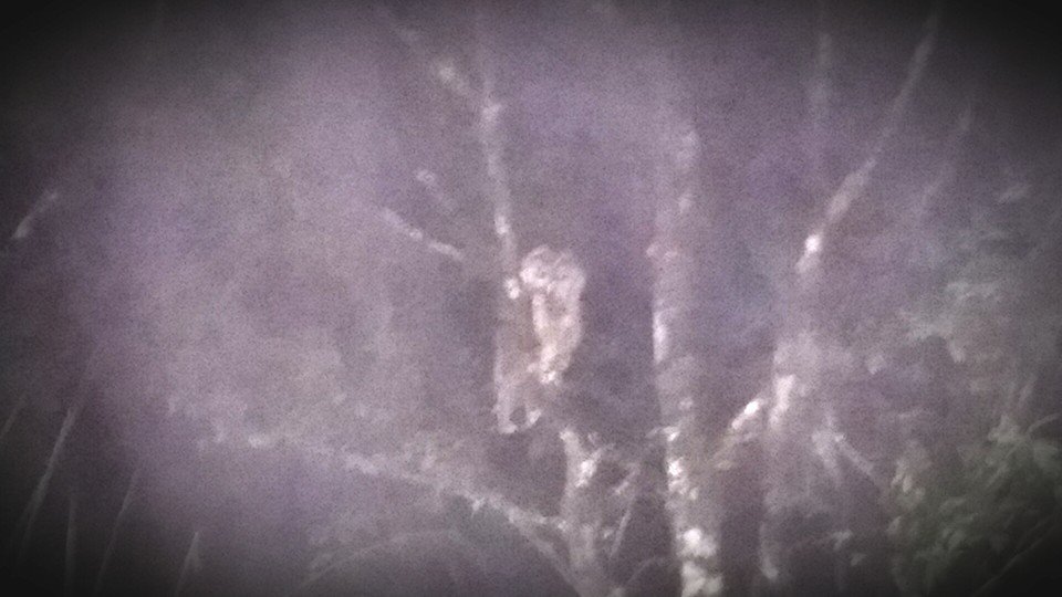 春夏夜觀灰林鴞