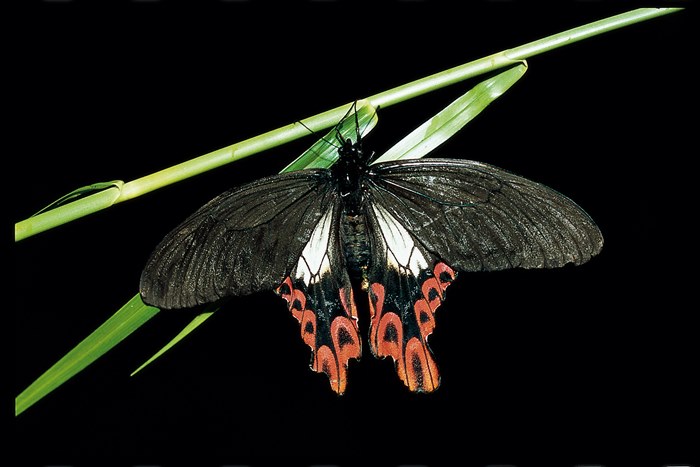 The Treasure of Taiwan---Papilio maraho