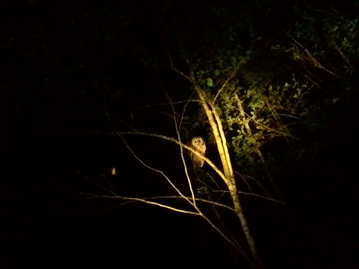 夜觀灰林鴞