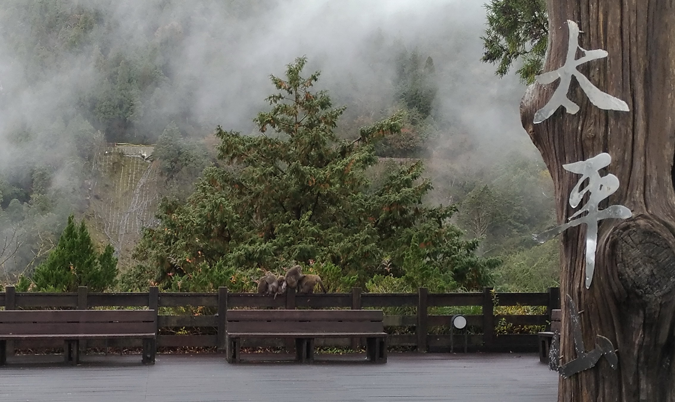 太平山台灣獼猴出沒 提醒遊客勿餵食