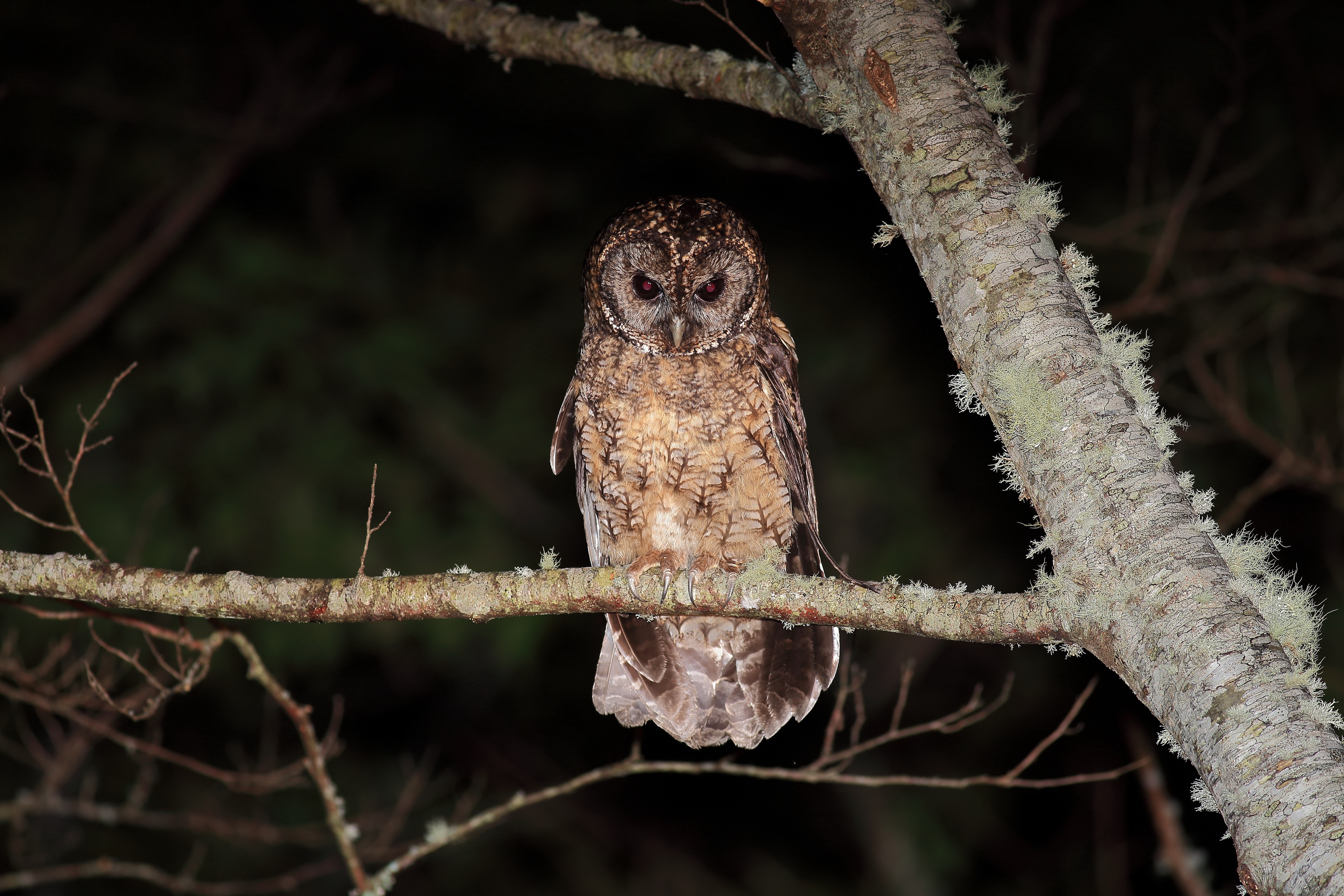 2018 Night observation for owl