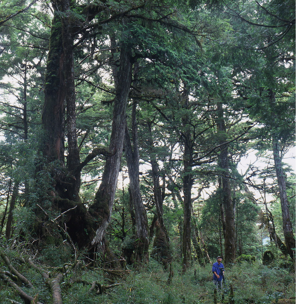 [推薦文章] 全球20個神祕卻步的幽冥森林---鐵杉林自然步道