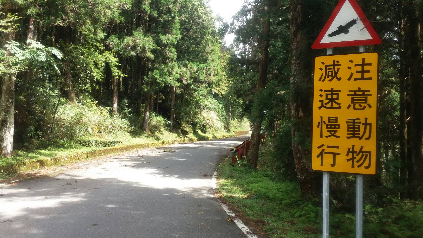 保護野生動物 預防路殺 太平山國家森林遊樂區設置注意動物出沒告示牌