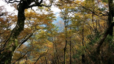 秋季限定「台灣山毛櫸步道」黃金林攻略