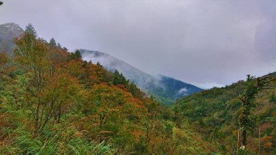 太平山國家森林遊樂區 秋季限定「台灣山毛櫸步道」黃金林攻略