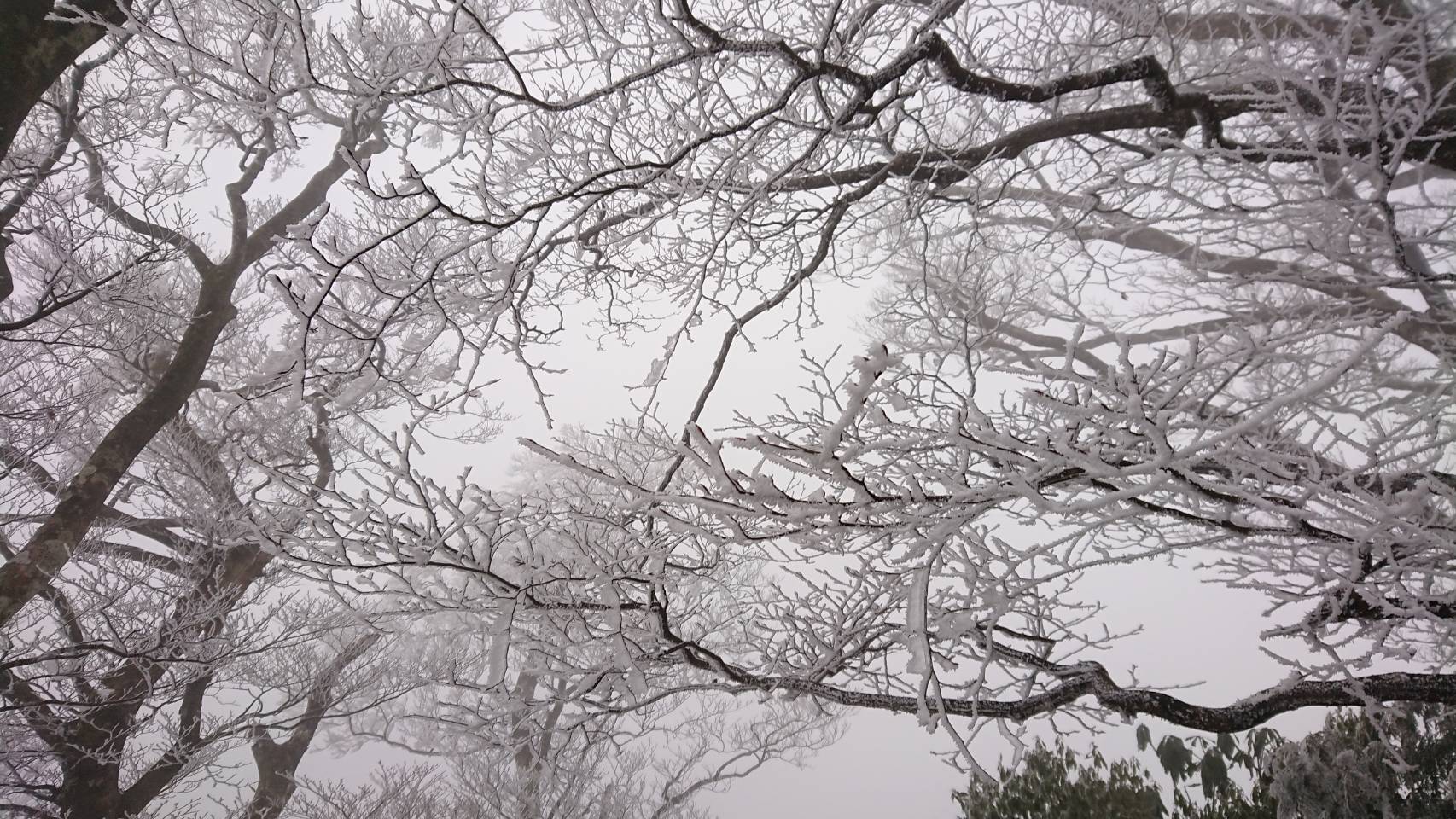 冷氣團發威 太平山山毛櫸步道凌晨降下第一場瑞雪