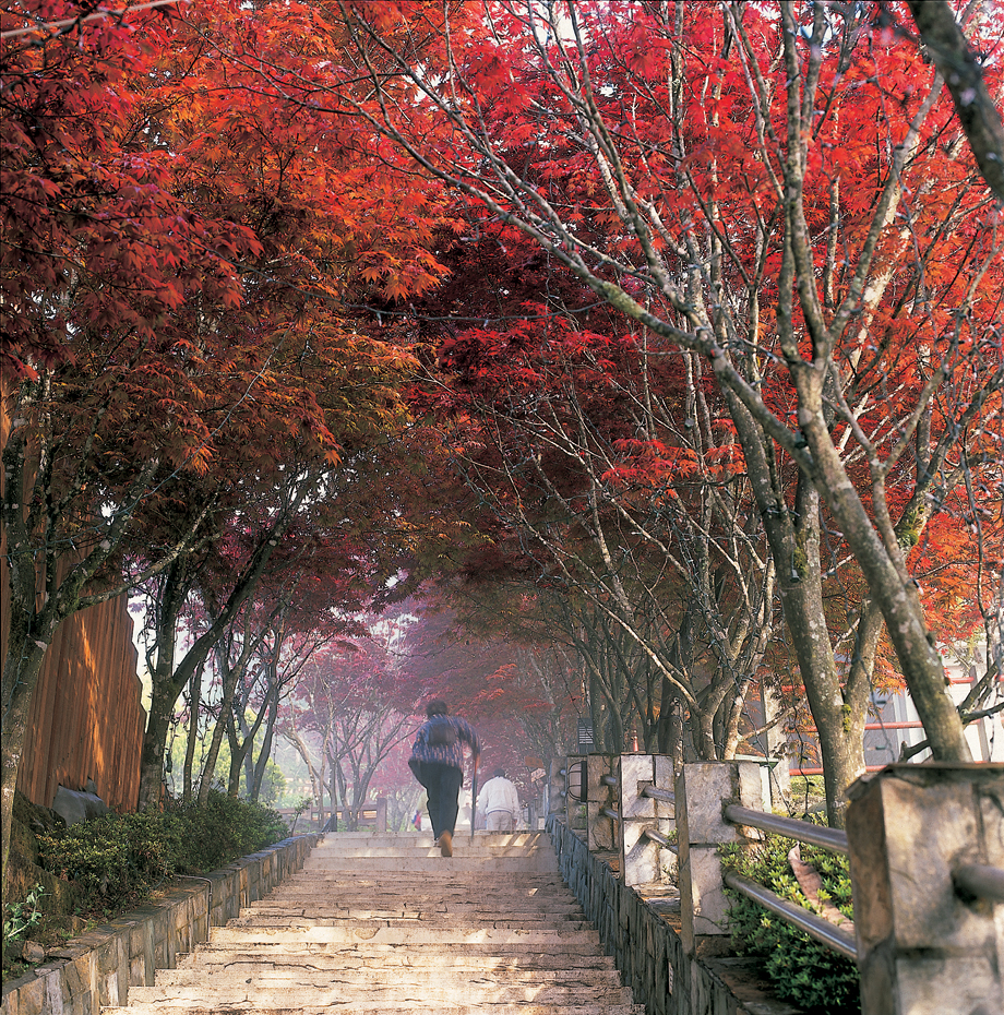 Visit Taipingshan and Watch 「Purple Maple」 in Red Leaf in Spring and Summer